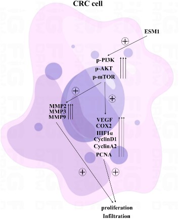 ESM1 may affect the proliferation of CRC cells through the PI3K-Akt-mTOR pathway.jpg